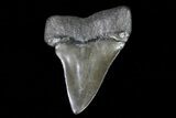 Fossil Mako Shark Tooth - Georgia #75045-1